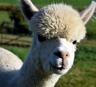 Image result for lama animal