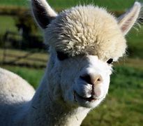 Image result for Lama Magarsa Image