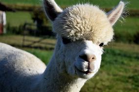 Image result for Farm Animals Lama