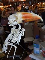 Image result for Toucan Skeleton