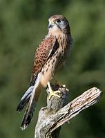 Image result for Falcon Bird Identification