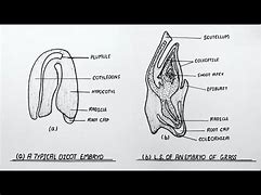 Image result for Dicot Embryo Diagram