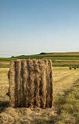 Image result for Hay Plant Pictures