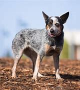 Image result for What Dog Is Bluey