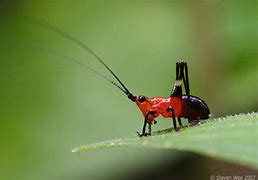 Image result for Macro Photography Natural Forms