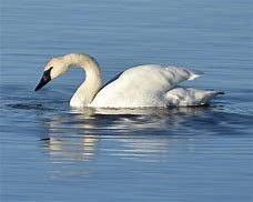 Image result for Lion and Swan