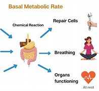 Image result for Define Metabolic Rate