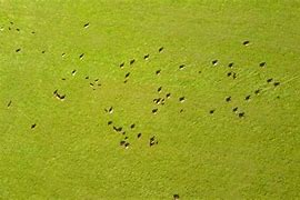 Image result for cattle herd aerial view