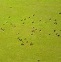 Image result for cattle herd aerial view