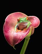 Image result for Florist Frog