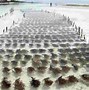 Image result for Seaweed Farming