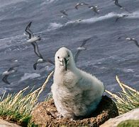 Image result for Fluffy Baby Albatross