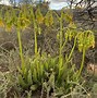 Image result for Cotyledon Succulent