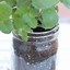 Image result for DIY Mason Jar Herb Garden