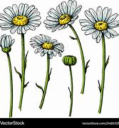 Image result for Hand Drawn Daisy Flower