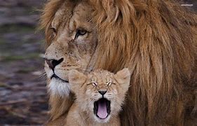 Image result for Cute Lion Head