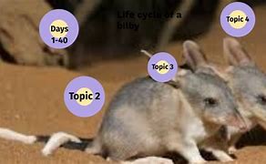 Image result for Bilby Life Cycle