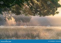 Image result for Foggy Morning Trees