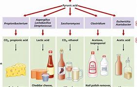 Image result for Steps of Fermentation