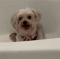 Image result for Green Dog Bathtub Meme