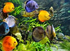 Image result for Sea Fish Aquarium