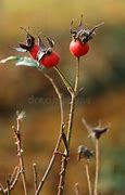 Image result for China Rose Bush