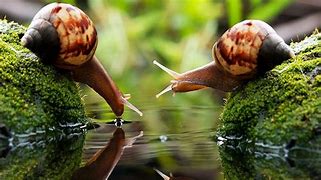 Image result for Snail Wallpaper Animated