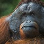 Image result for Orangutan Picture Funny Monkey