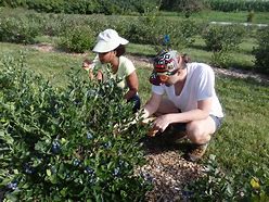 Image result for Blueberry Tip Borer