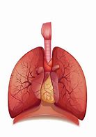 Image result for COPD PNG