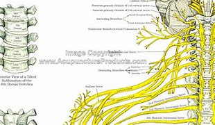 Image result for Thoracic Spinal Nerves Chart