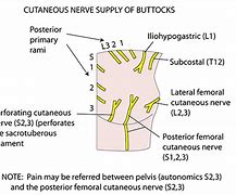 Image result for Buttock Nerves