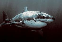 Image result for Shark in Deep Water