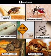 Image result for Pest Control Services Images