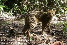 Image result for Marbled Cat Tail