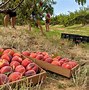 Image result for Peach Orchard in Four Seasons