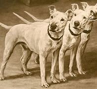 Image result for White Big Terrier