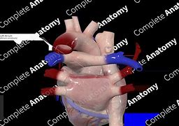 Image result for Left Atrium Anatomy