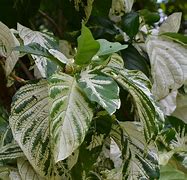 Image result for Noni Morinda Citrifolia