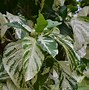 Image result for Noni Morinda Citrifolia