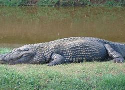 Image result for Biggest Caiman