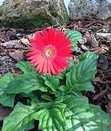 Image result for Gerbera Daisy Flower