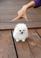 Image result for Fluffy Baby Girl