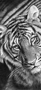 Image result for Big Cat Drawings