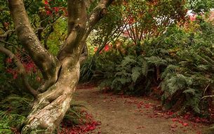 Image result for New Zealand Shrubs