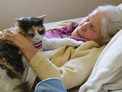 Image result for Therapy Cat