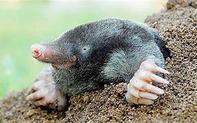 Image result for Face Mole Eye