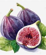 Image result for Fig Fruit Clip Art