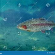 Image result for Trout Swimming