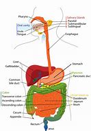 Image result for Digestive Tract